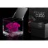Flowercube Fucsia 10cm