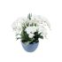 Grand Orchid White